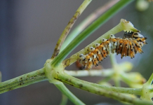 Raising Black Swallowtail Butterflies Black swallow tail caterpillar crawls on plant