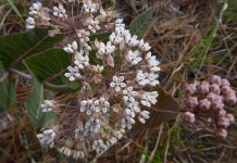 St. Marks Refuge Monarch Milkweed Initiative Native monarch milkweed grows in Florida