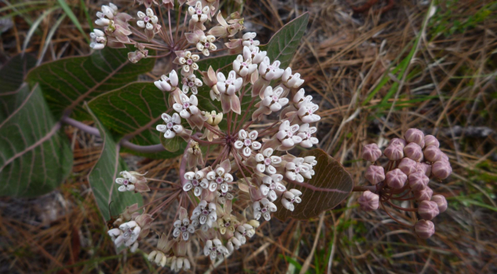 St. Marks Refuge Monarch Milkweed Initiative Native monarch milkweed grows in Florida