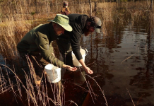 Striped Newts, Ephemeral Wetlands, and Fire in the Forest Men walk through ephemeral wetlands in the Apalachicola National Forest