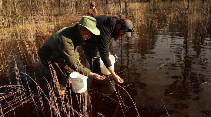 Striped Newts, Ephemeral Wetlands, and Fire in the Forest Men walk through ephemeral wetlands in the Apalachicola National Forest