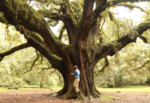 Live Oaks in Tallahassee Part 1 | History, Age, and Exceptional Trees A person standing next to a tree