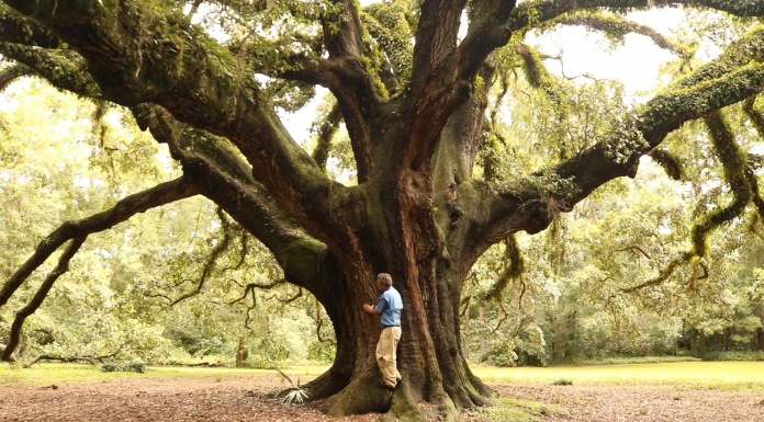 Live Oaks in Tallahassee Part 1 | History, Age, and Exceptional Trees A person standing next to a tree
