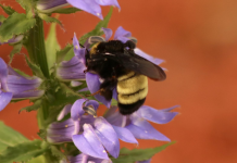 Beekeepers Give Home to Rare American Bumblebee Colony A close up of a bee on a flower