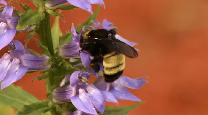 Beekeepers Give Home to Rare American Bumblebee Colony A close up of a bee on a flower