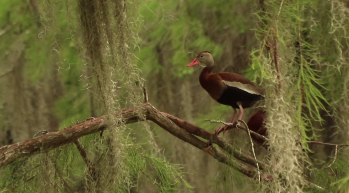 Local Routes: EcoAdventures in Nature (Episode 504) A bird standing on a branch