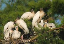 Jim and Tara's Wood Stork Rookery|A Backyard Swamp Adventure A bird sitting on top of a grass covered field