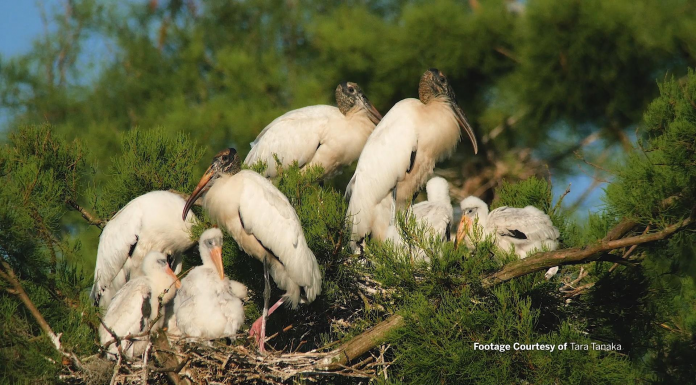 Jim and Tara's Wood Stork Rookery|A Backyard Swamp Adventure A bird sitting on top of a grass covered field