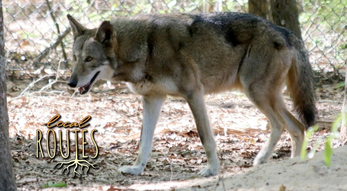 Local Routes – Episode 214 Red wolf walks around in fenced in area