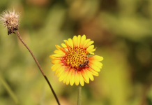 Georgia's First Pollinator Census |Citizen Science A close up of a flower with a bee.