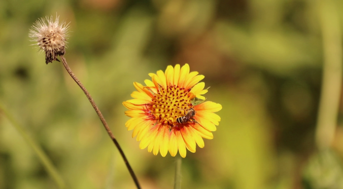 Georgia's First Pollinator Census |Citizen Science A close up of a flower with a bee.