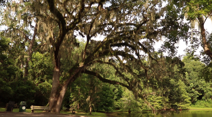 Local Routes (Episode 505) A huge tree hangs over a body of water