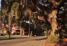 Live Oaks in Tallahassee Part 2|The Urban Forest A large tree on the edge of a street