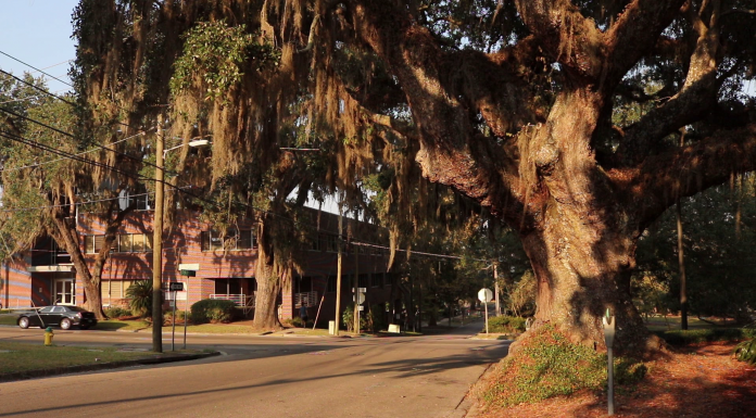 Live Oaks in Tallahassee Part 2|The Urban Forest A large tree on the edge of a street