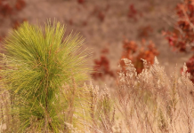 Sandhill Restoration Grows Longleaf Habitat at Torreya State Park A close up of a plant
