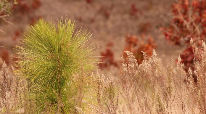 Sandhill Restoration Grows Longleaf Habitat at Torreya State Park A close up of a plant