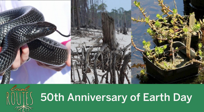 Local Routes: Earth Week (Episode 508) A close up of a reptile