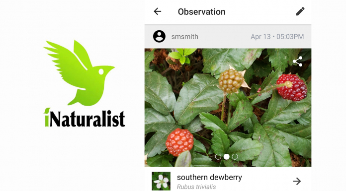 How to Figure Out What is Growing or Living in Your Yard A ci Naturalist logo of a bird and photo of red berries on a thorny vine