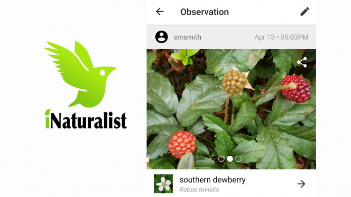 A ci Naturalist logo of a bird and photo of red berries on a thorny vine