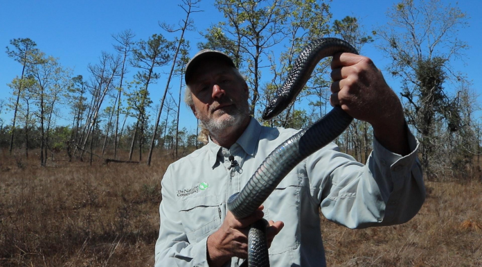 Indigo Snakes in the Apalachicola Bluffs and Ravines A man holding a frisbee