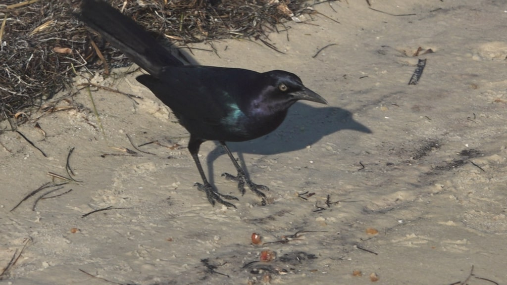 A bird that is standing in the sand