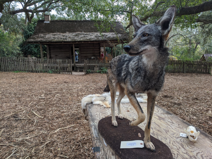 A dog that is standing in the dirt