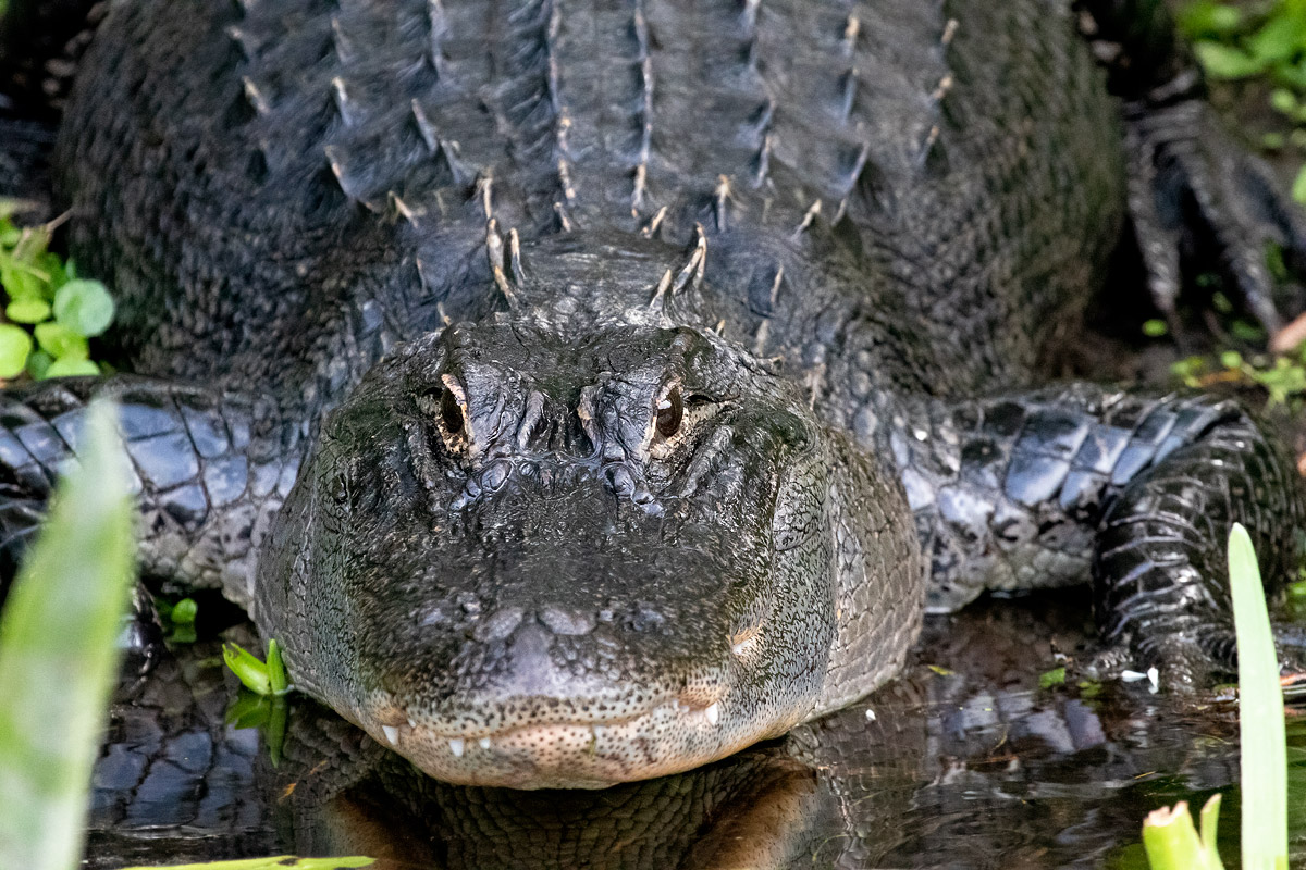 A close up of a reptile