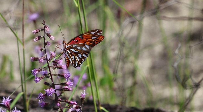 Local Routes: More Age of Nature (Episode 602) A close up of a flower