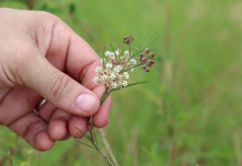 Biodiversity in the Apalachicola Bluffs & Ravines A hand holding a flower