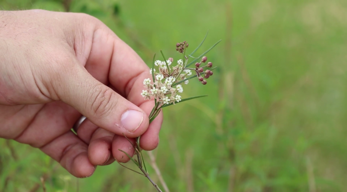 Biodiversity in the Apalachicola Bluffs & Ravines A hand holding a flower