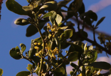 Did You Know Mistletoe Grows On Trees? A close up of a flower