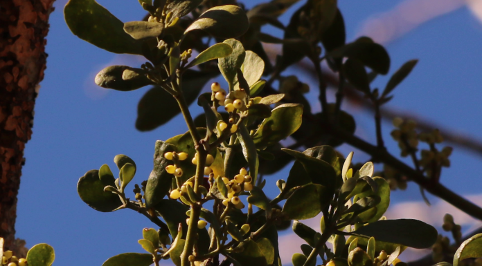 Did You Know Mistletoe Grows On Trees? A close up of a flower