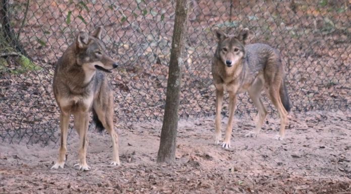 New Red Wolf Breeding Pair at the Tallahassee Museum A wolf that is standing in the dirt