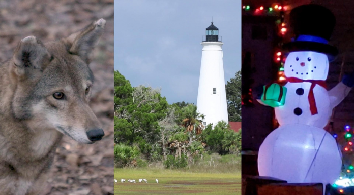 Red Wolves, Shorebirds & Holiday Lights (Episode 603) A dog that is standing in the grass