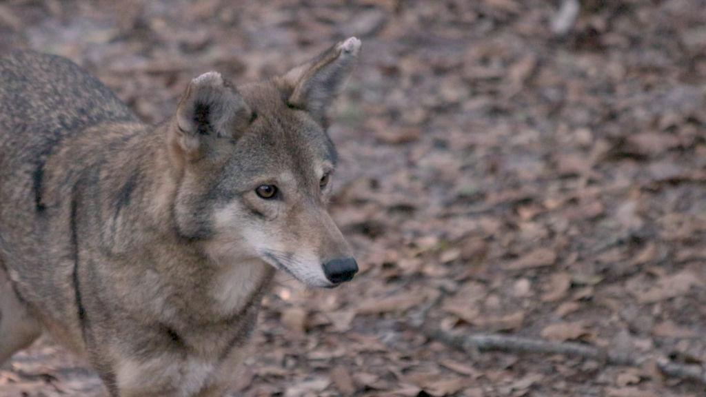 red wolf pair