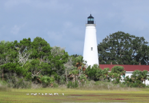 Shorebirds in the Misty Morning at St. Marks A small clock tower in the middle of a field