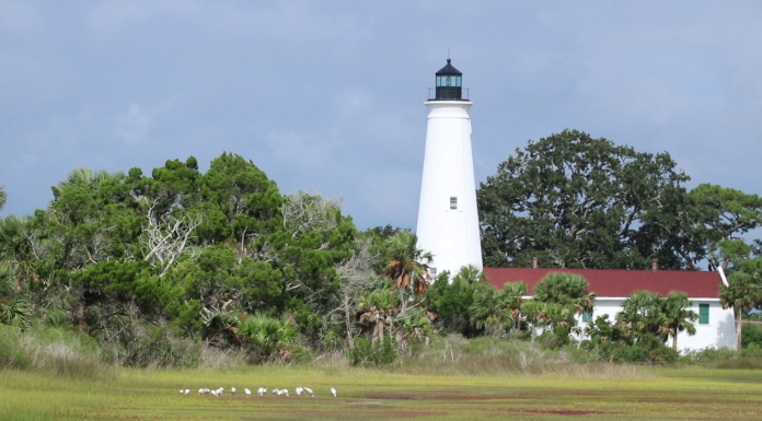 Shorebirds in the Misty Morning at St. Marks A small clock tower in the middle of a field