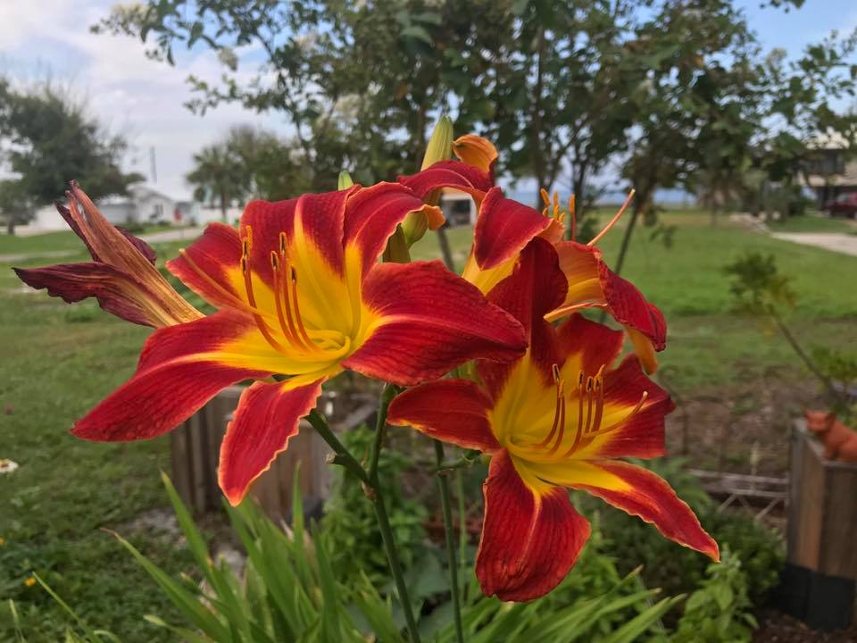 A close up of a flower