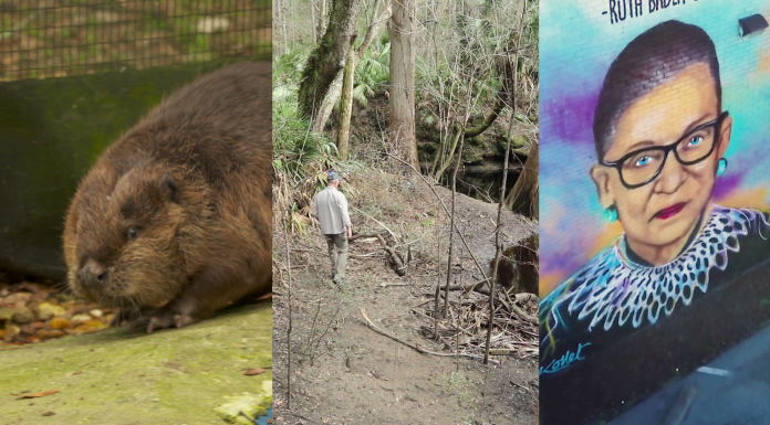 Local Routes: Animals, Outdoors, & Artists (Episode 605) A rodent looking at the camera