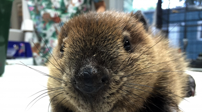 Beaver Rescue, Rehab, & Release