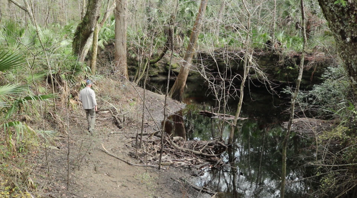 Hiking the Aucilla Sinks | Geology of the Floridan Aquifer