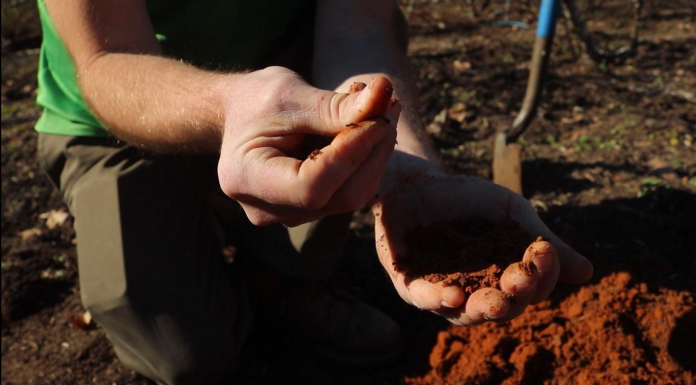 Native Soils of Tallahassee: Red Hills, Sandhills, and Ancient Oceans A hand holding an animal