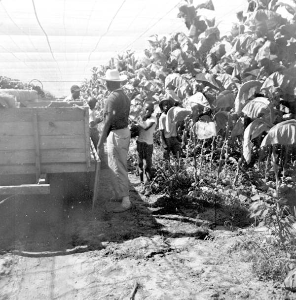 An old photo of group of workers in a shade tobacco field