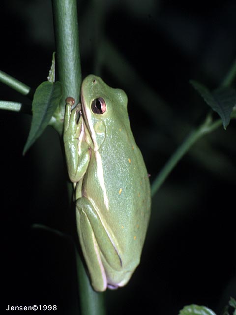 A close up of a frog