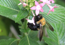 Identifying Native Bee Species of North Florida A close up of a green plant