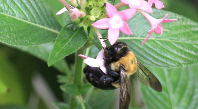 Identifying Native Bee Species of North Florida A close up of a green plant