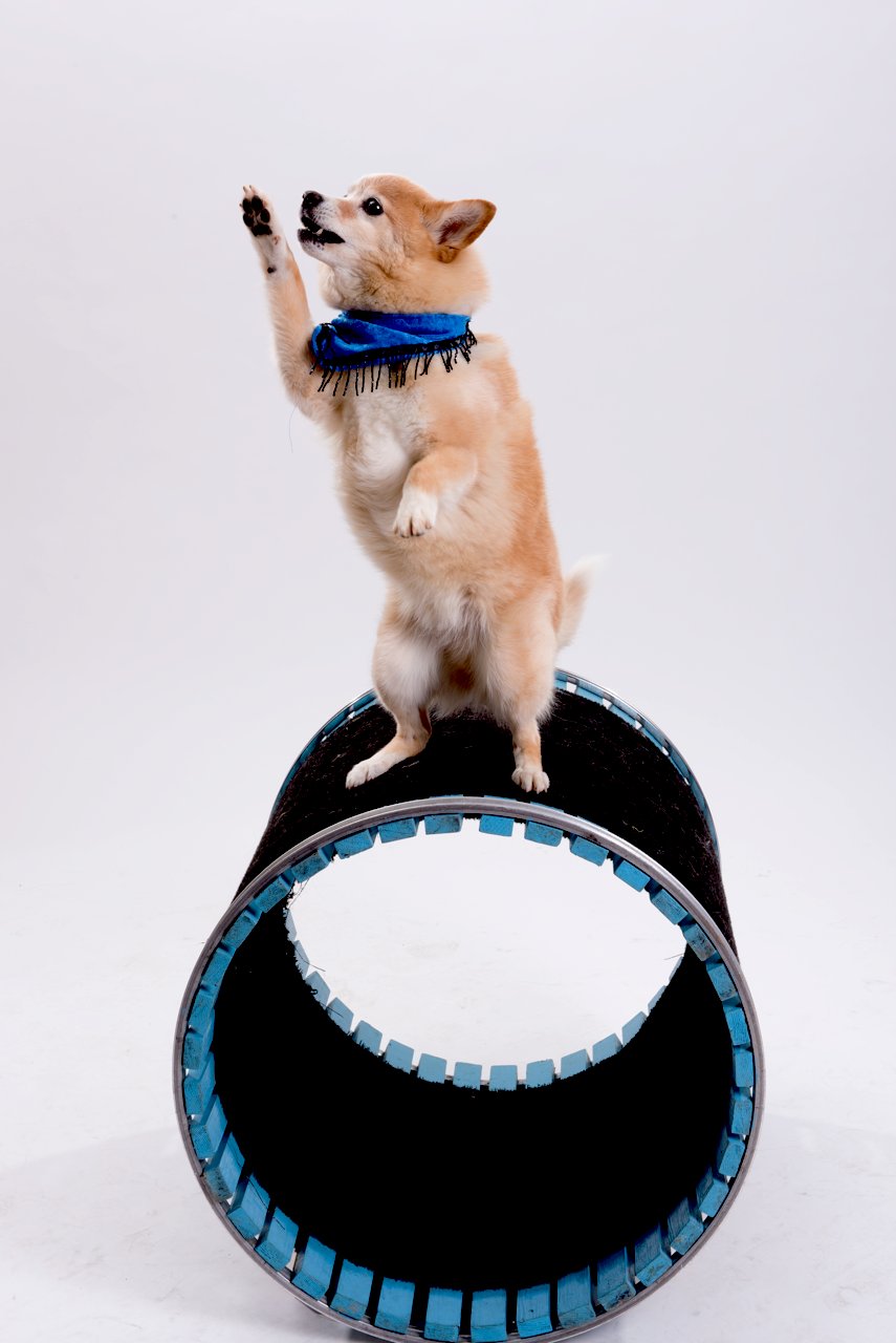 A dog holding a blue frisbee in it s mouth