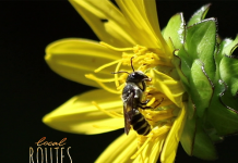 Local Routes: How to Help Native Bees Thrive (Episode 701) A close up of a flower