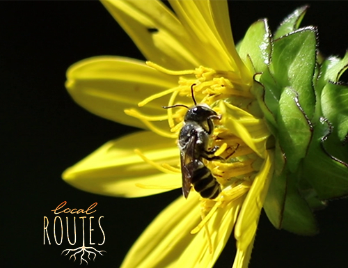 Local Routes: How to Help Native Bees Thrive (Episode 701) A close up of a flower