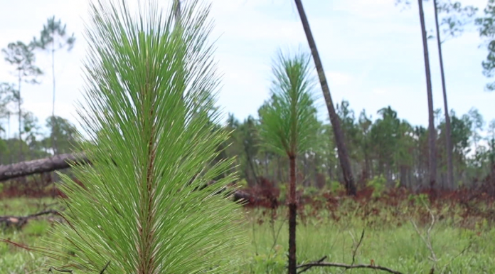 Local Routes: Preserving the Future (Episode 703) A tree in a field